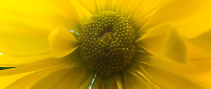 fiore giallo per il significato dei colori nelle diverse culture