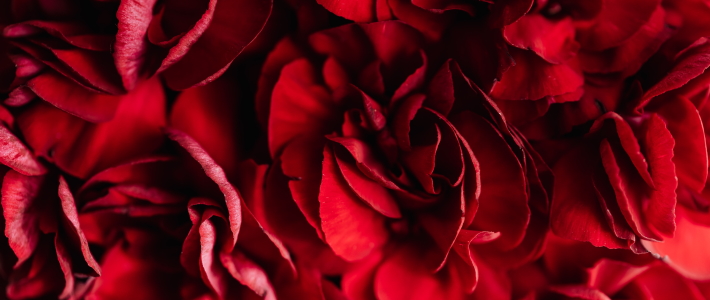 rose rosse nel linguaggio dei fiori