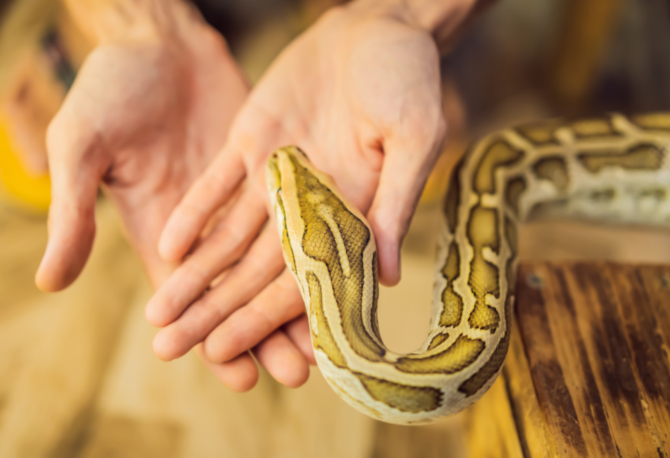 regole di galateo per animali domestici